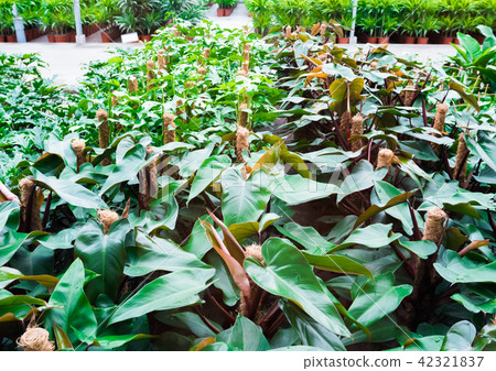 Inside commercial plastic greenhouse 42321837