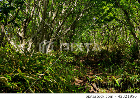 Sanbayama，Sanko Sanba  -  Okunotsu Pass~Ohira山（218年） 42321950