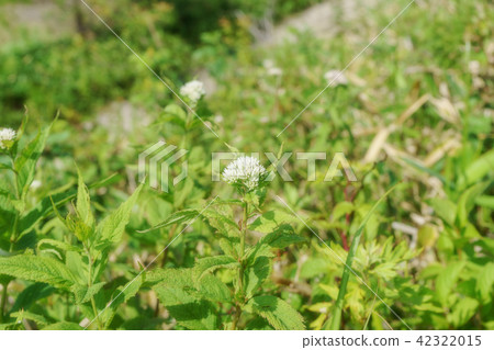 Yotsuba Hydrauli~Culumnama（Kirigamine） 42322015