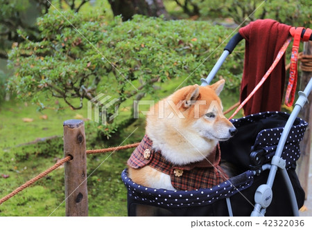 Shiba Inu走路 Shiba Inu走路 42322036