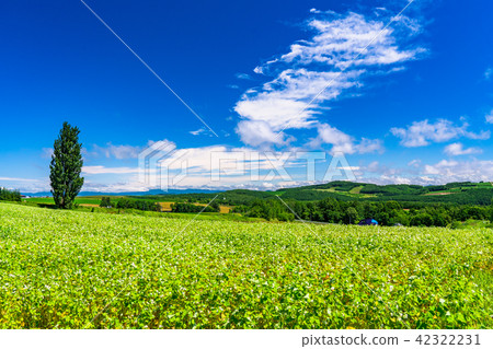 "Hokkaido" Biei · Ken and Mary's tree 42322231