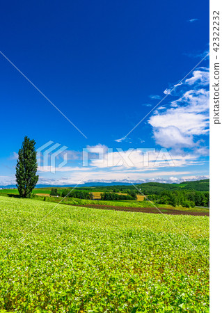 "Hokkaido" Biei · Ken and Mary's tree 42322232