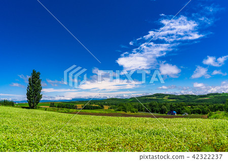 “北海道”Biei·Ken和瑪麗的樹 42322237