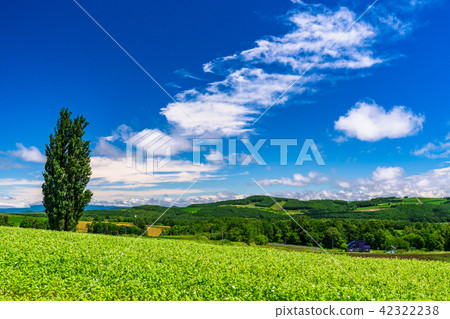 “北海道”Biei·Ken和瑪麗的樹 42322238