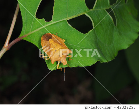 Todoshi bug 42322253