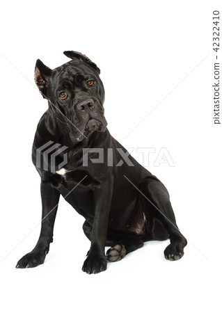 Cane Corso looking at the camera Cane Corso looking at the camera 42322410