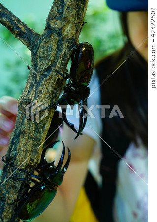 Summer vacation 42322502