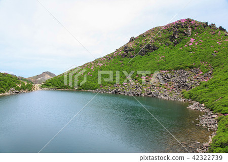 Miyama Kirishima Blooms Kuju Mountain·Oike 42322739