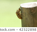 Cicada shell 42322898