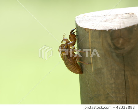 Cicada shell 42322898