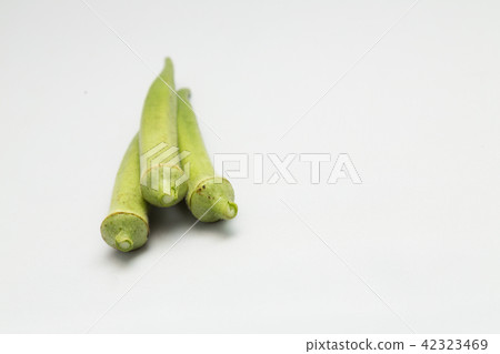 Okra⑤ 42323469