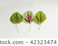 Amaranth Leaves 5 42323474