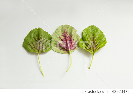 莧菜葉 5 莧菜葉 5 42323474