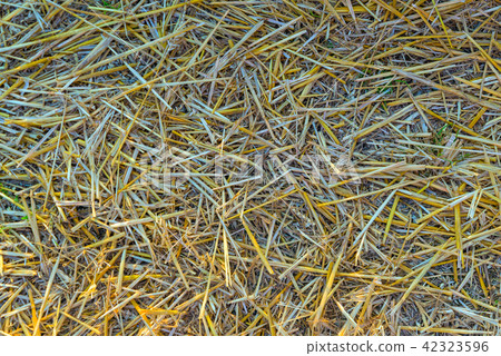 Texture of yellow straw on the field close up. Texture of yellow straw on the field close up. 42323596