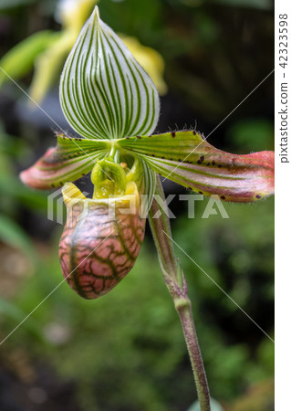 Paffeopedilum·Wenstuzzum Paffeopedilum·Wenstuzzum 42323598