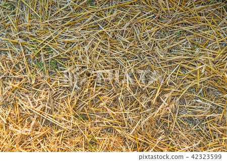 Texture of yellow straw on the field close up. Texture of yellow straw on the field close up. 42323599