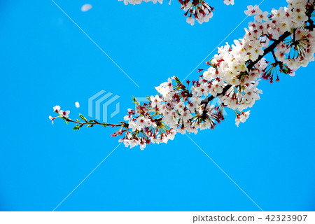 櫻花和天空 櫻花和天空 42323907