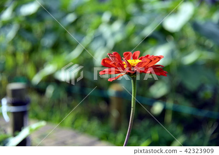 紅色花單輪 42323909