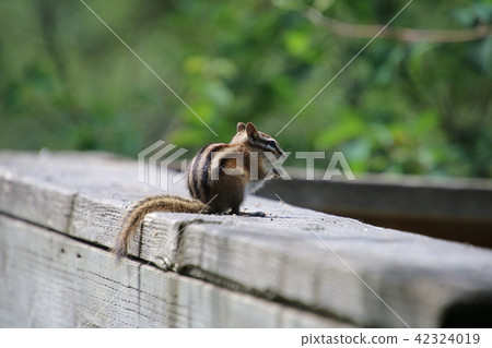 Child squirrel Child squirrel 42324019