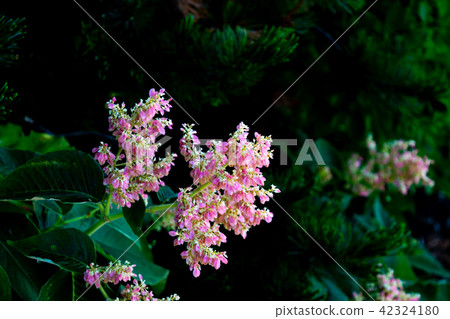 Ezo tsuzakakura 42324180