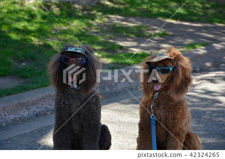 Fancy Dogs in sunglasses Fancy Dogs in sunglasses 42324265