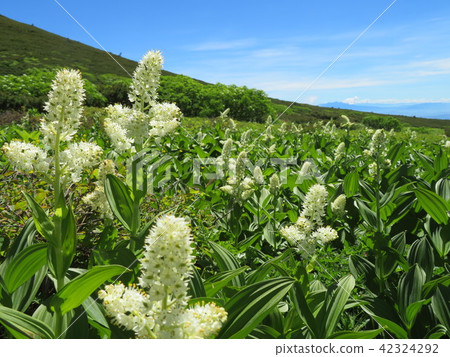 Hakusan Manto 42324292