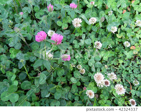 Green Carpet-Clover Green Carpet-Clover 42324337