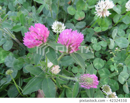 Clover  42324338