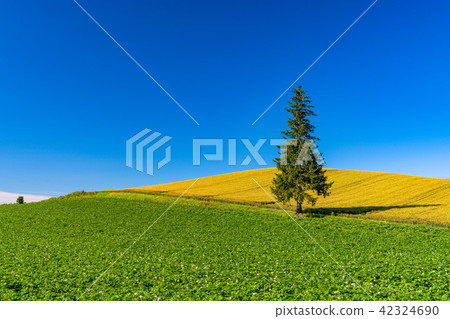 "Hokkaido" Summer Biei · Christmas tree tree "Hokkaido" Summer Biei · Christmas tree tree 42324690