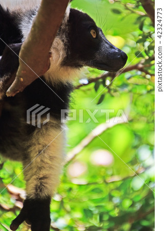 White-spotted Lemma lemur White-spotted Lemma lemur 42324773