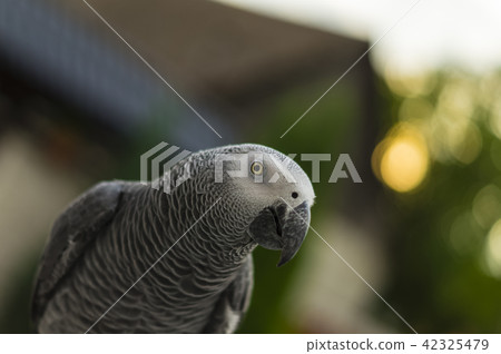 beautiful parrot jaco 42325479