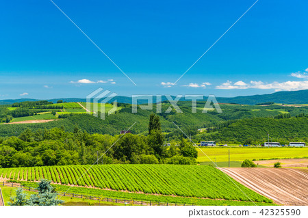 “北海道”美瑛和鄉村景觀 “北海道”美瑛和鄉村景觀 42325590