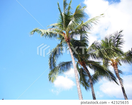 Moana Surfrider 42325635