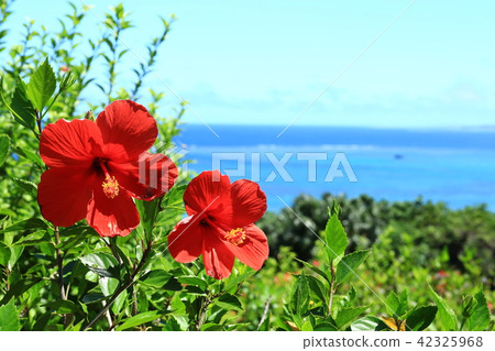 Hibiscus Hibiscus 42325968