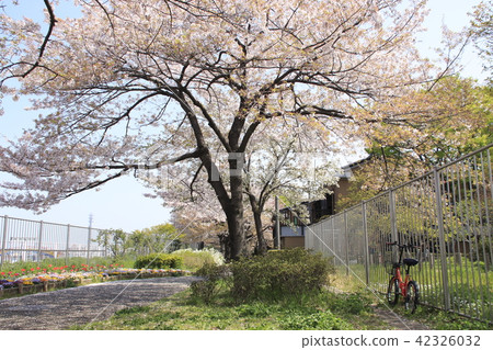 在都市農業公園的櫻花 42326032