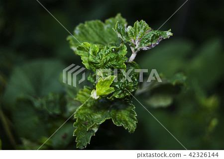 Leaves of black currant, damaged aphids. Leaves of black currant, damaged aphids. 42326144