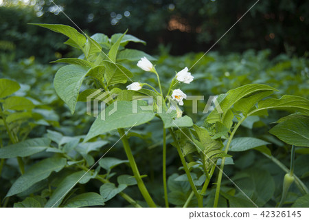 Field of flowering white flowers of potatoes Field of flowering white flowers of potatoes 42326145