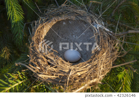 Bird's nest, flooded with sunlight 42326146