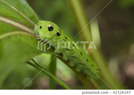 A large green caterpillar of a butterfly hawk-moth A large green caterpillar of a butterfly hawk-moth 42326147