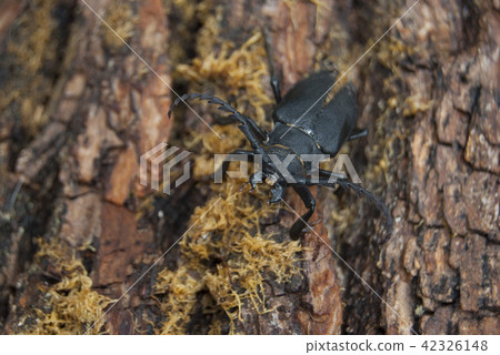 A large black beetle of barbel (Prionus coriarius) 42326148