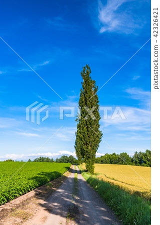 "Hokkaido" Biei · Akabane Hill 42326421