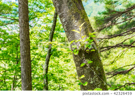 New green image 42326459