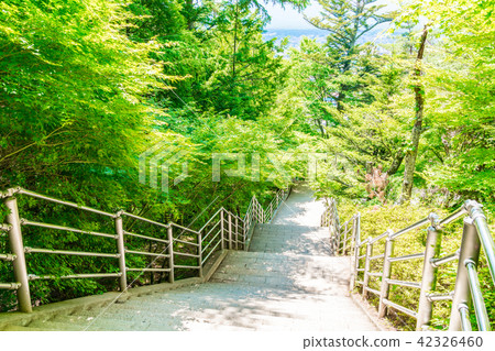 Stairs in fresh green 42326460