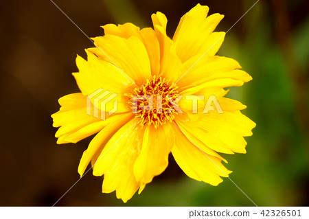 Coreopsis flower close-up view from above Coreopsis flower close-up view from above 42326501