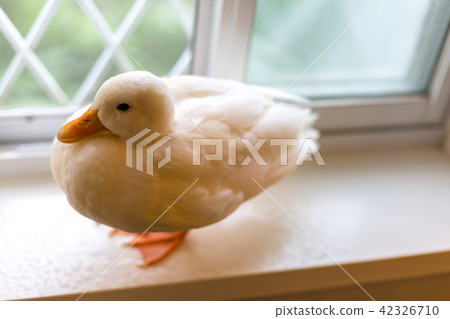 Cole Duck 42326710