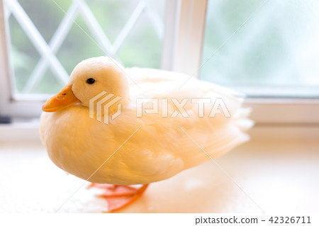 Cole Duck 42326711