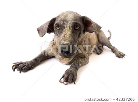 Closeup face of dog sick leprosy skin problem 42327206