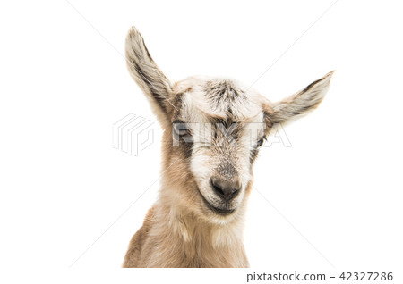 goat isolated 42327286