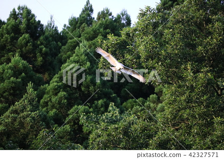 Sado's Toki Sado's Toki 42327571