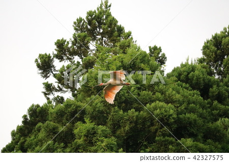 Toilet Toilet 42327575